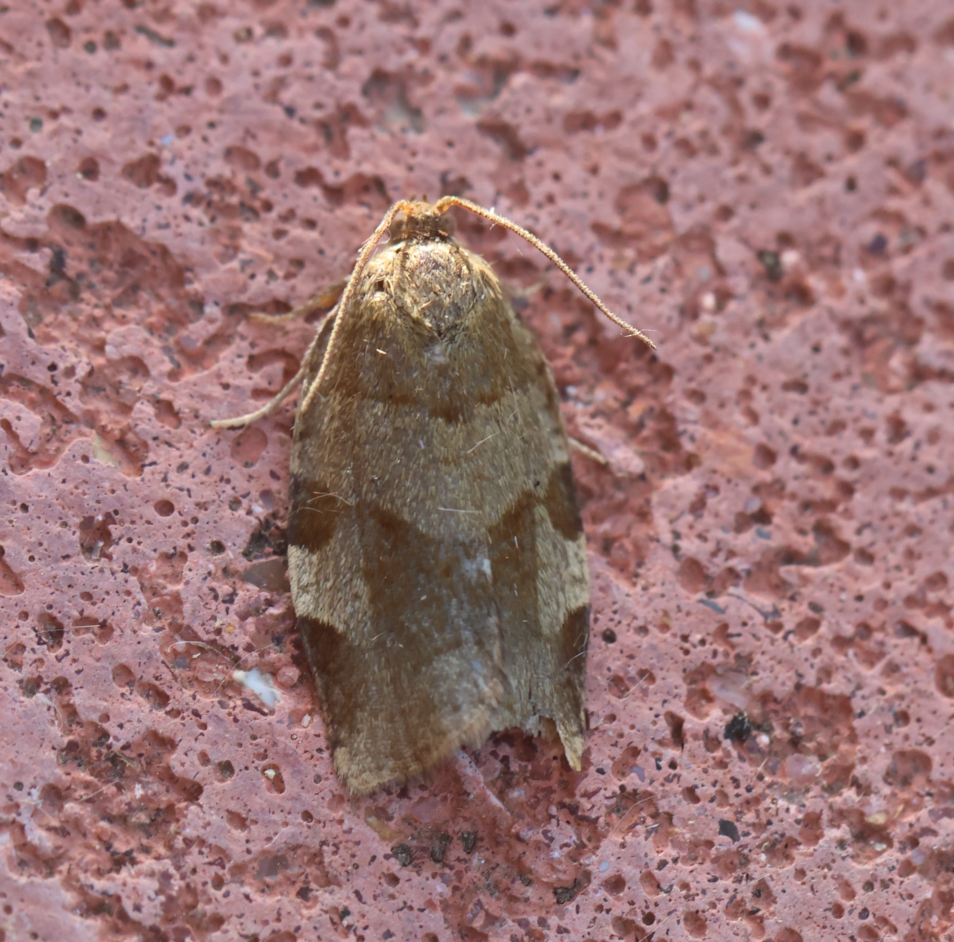 Photo of Great Twist (Choristoneura hebenstreitella)